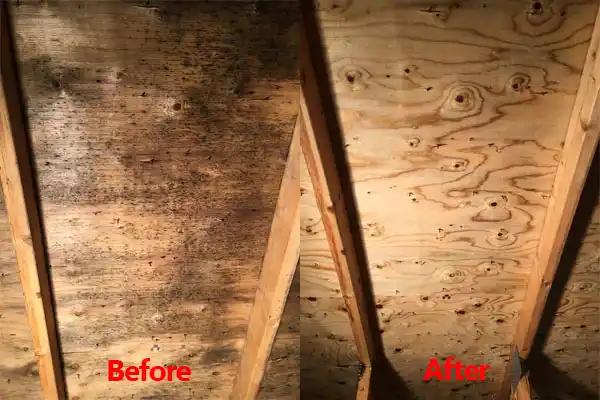 water damage restoration service Sidney
